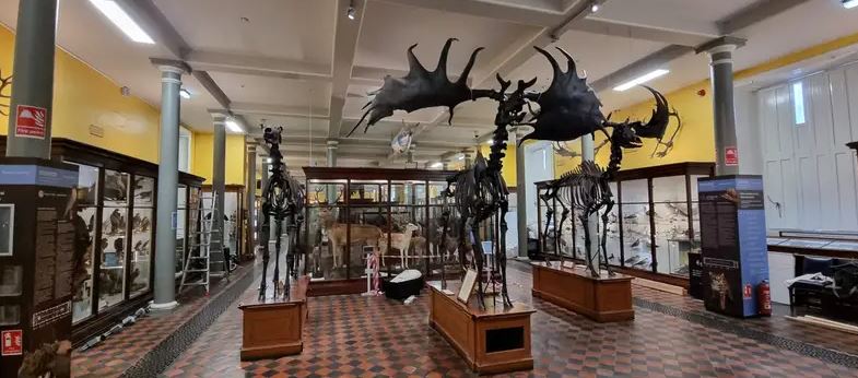 Megaloceros, Ireland's Prehistoric Giants